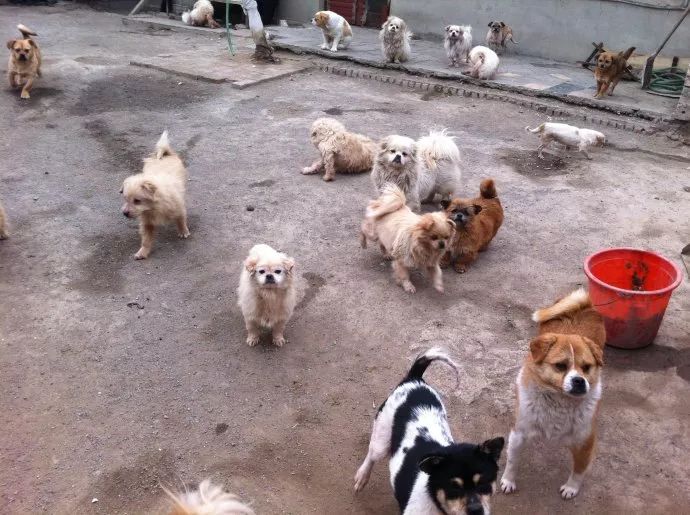 领养狗狗又反悔,领养狗后可以七天无理由吗