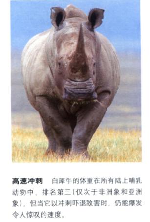 犀牛是否是牛科动物,动物大百科介绍之犀牛