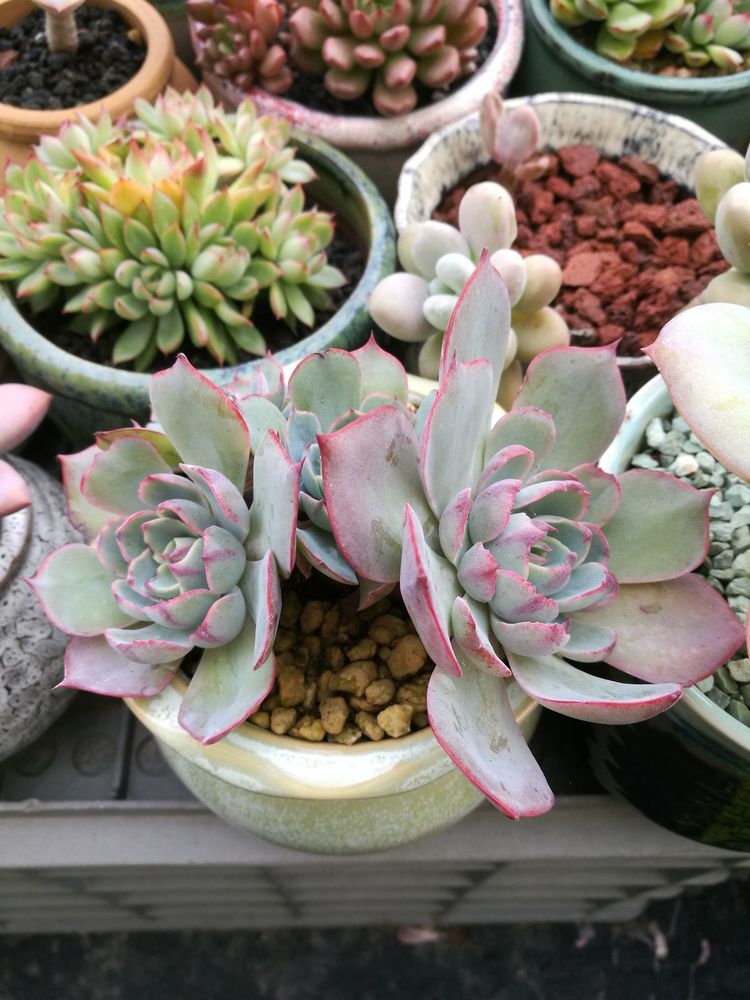 误打误撞的多肉情缘,带我走进多肉小世界!