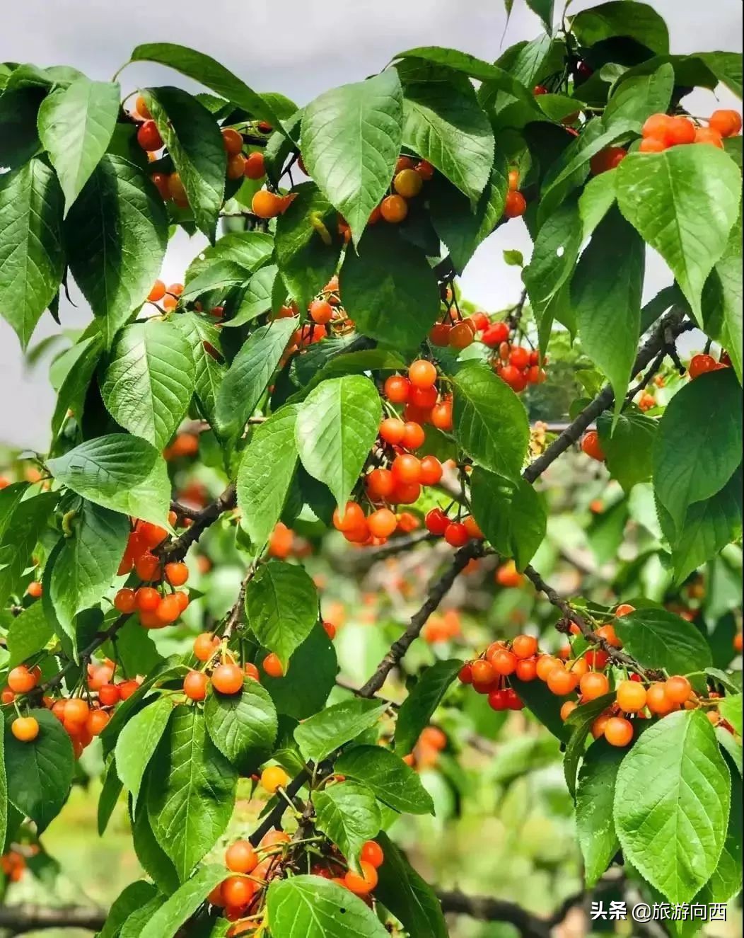 西昌周边摘樱桃的地方,西昌摘樱桃网红地