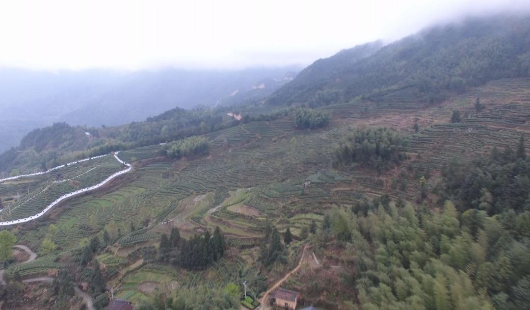 金奖惠明有机绿茶是什么茶,明前金奖惠明茶