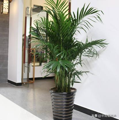 吸甲醛绿植室内组合,适合冬天放客厅吸甲醛的绿植排名