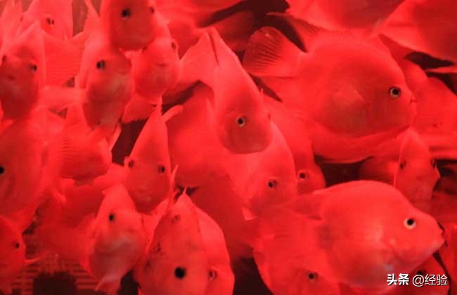 鹦鹉鱼吃清道夫,鹦鹉鱼吃什么饲料