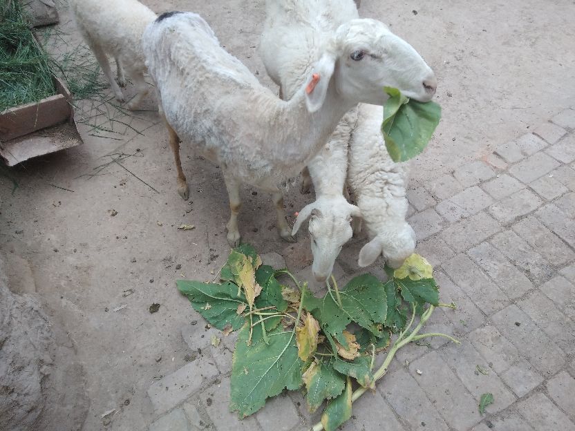 圈养繁育母羊需要多少成本就够了,散养区养10只母羊一年能挣多少钱