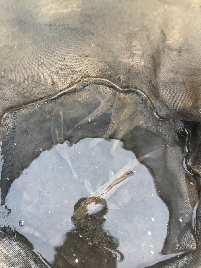 水底小鱼多就会没大鱼,自然水域没鱼情