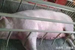 猪场猪病治疗,猪场消毒剂过敏怎么办