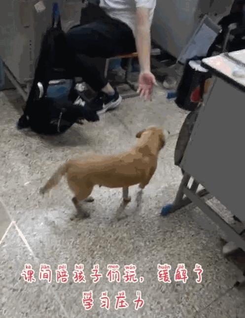 学校狗狗高考被关禁闭,高考被关禁闭网红狗去世