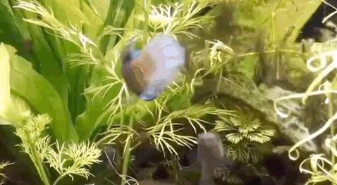 什么鱼生命力最强最好养,哪种鱼生命力最强比较好养