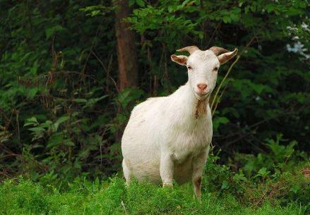 山羊的消化时间,山羊消化不良的症状