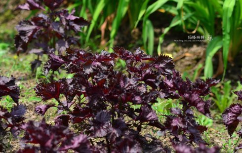 西餐常用的十三种香草介绍大全,西餐中常用的15种香料和香草