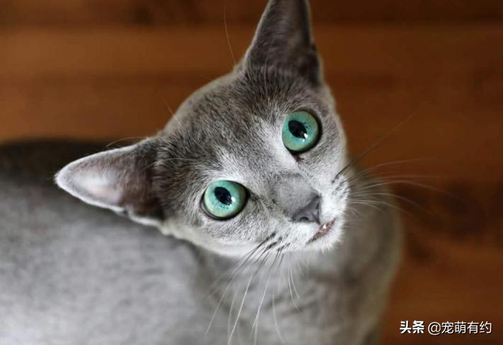 俄罗斯蓝猫的特征有哪些,俄罗斯蓝猫有味道