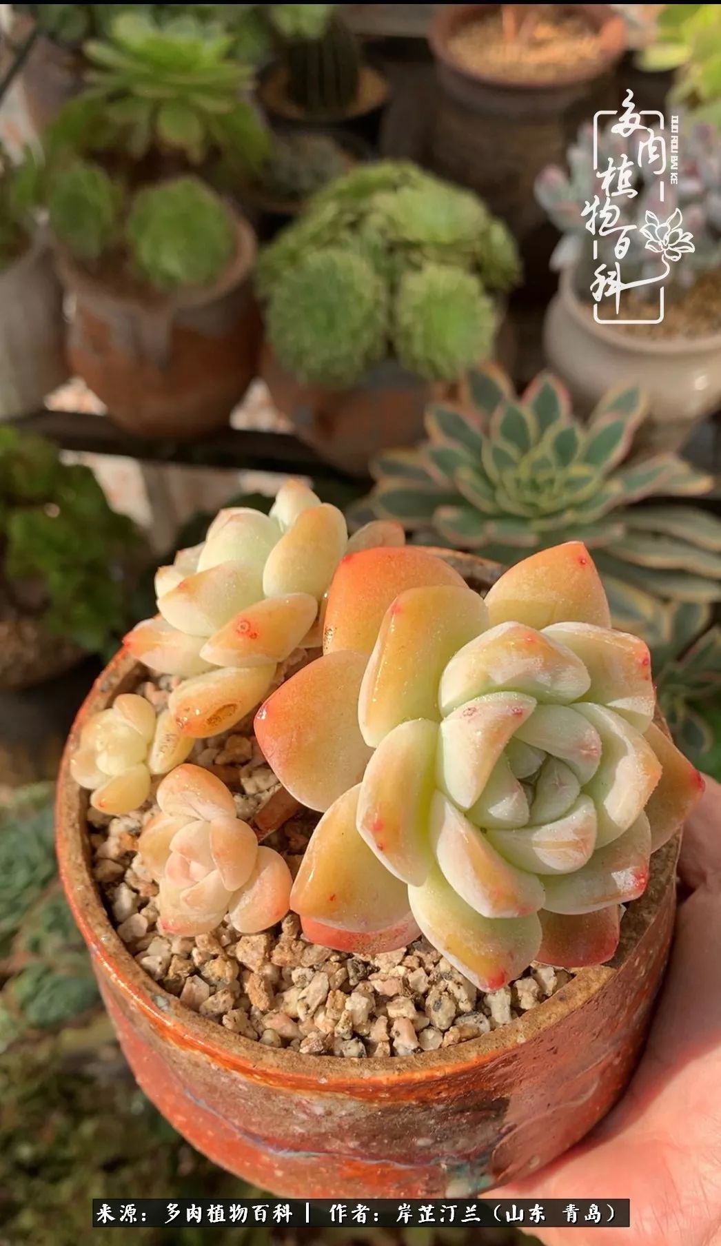 寒冷的冬季唯有多肉,冬日里的多肉宛如雪莲花