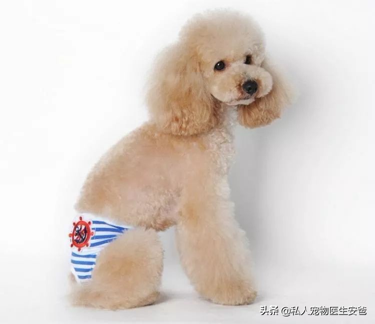 如何解决公犬发情,母宠物犬发情怎么缓解