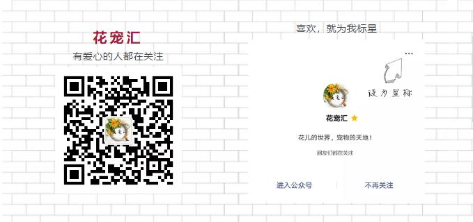 告诉你各种玫瑰花色的花语,各种玫瑰花颜色的含义