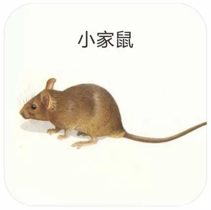 鼠类四害,防治鼠害最佳方法是什么