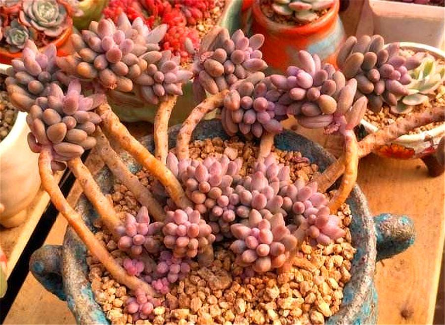 多肉中的“萌宠小萝莉”,天然自成悬崖桩,撸撸叶子就爆头