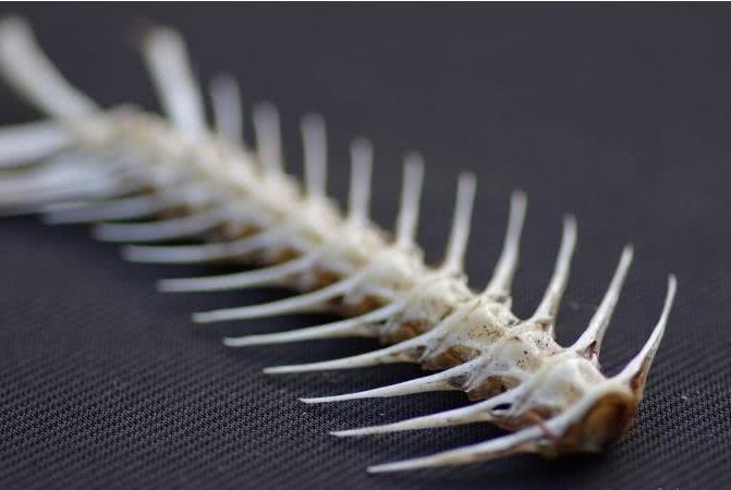 宝宝吃鱼被鱼刺刺在喉咙怎么办,宝宝吃鱼被刺卡住怎么办