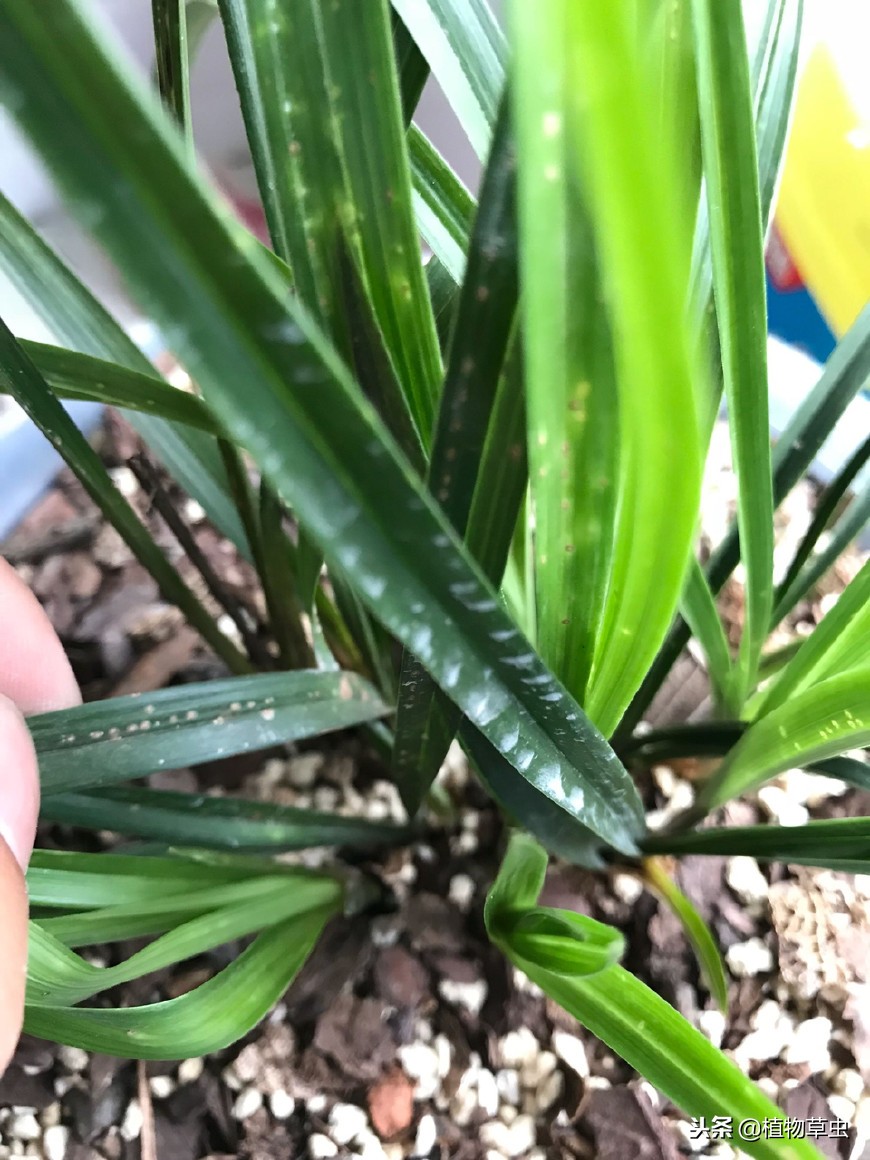 贵州兰花最好的地方在哪里,哪个地区的兰花好养