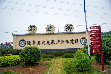 广西隆安火龙果产业核心示范区,隆安县火龙果助农扶贫