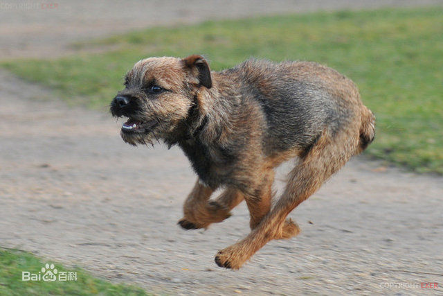 小型犬品种大全及图片柯基犬,不掉毛无体味性格温顺的小型犬
