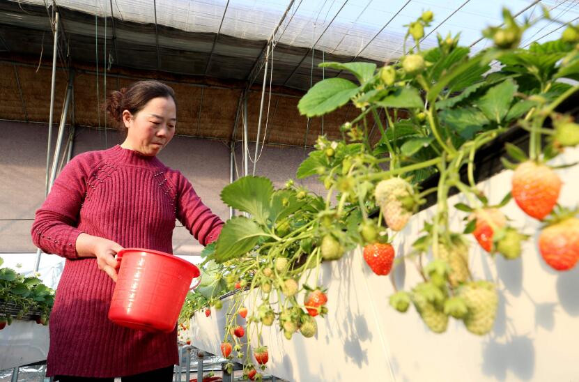 草莓授粉是同花授粉还是异花授粉,大棚种植草莓没有蜜蜂授粉行吗