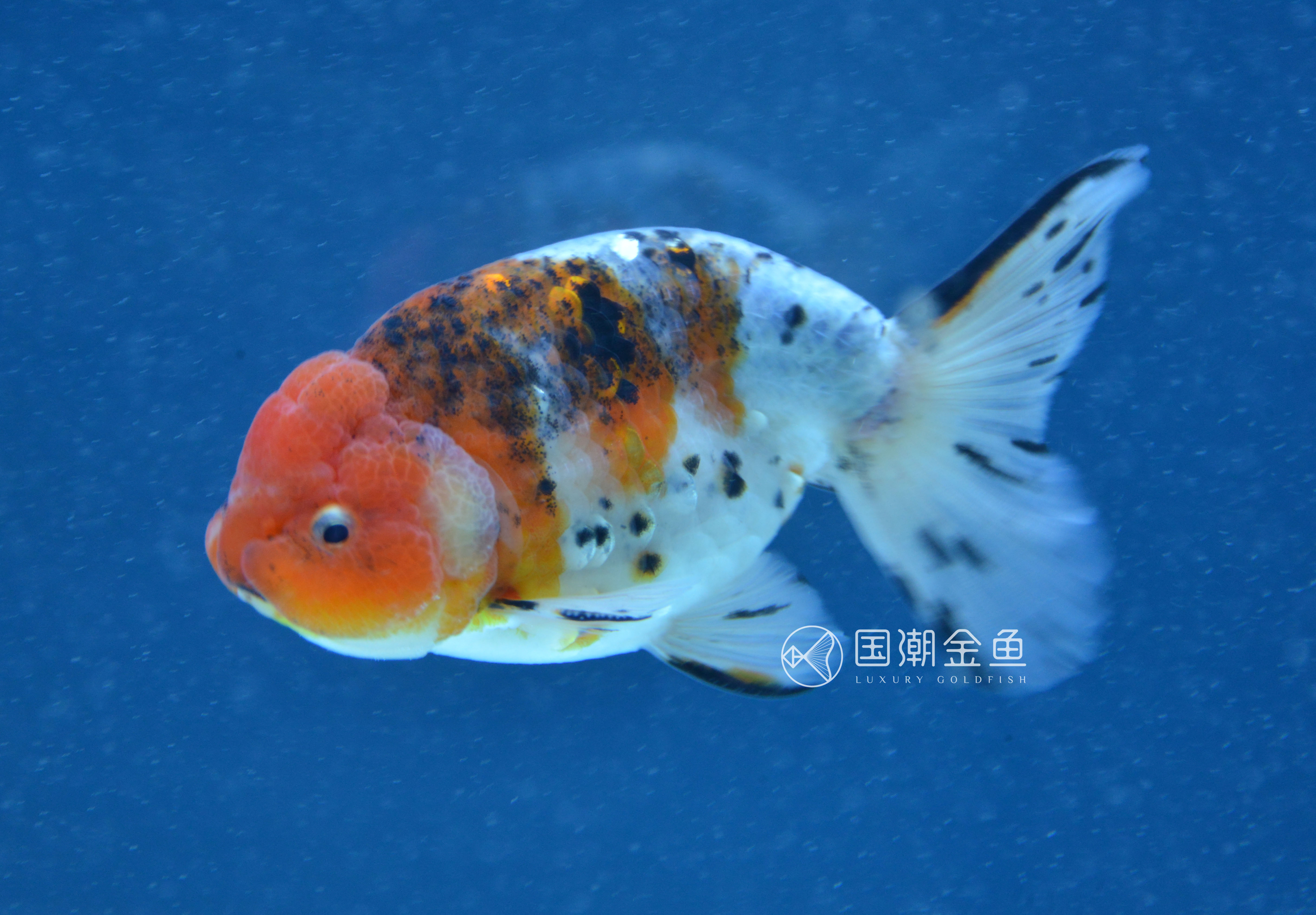 金鱼锚头蚤怎么彻底消灭,金鱼锚头蚤用什么药效果快