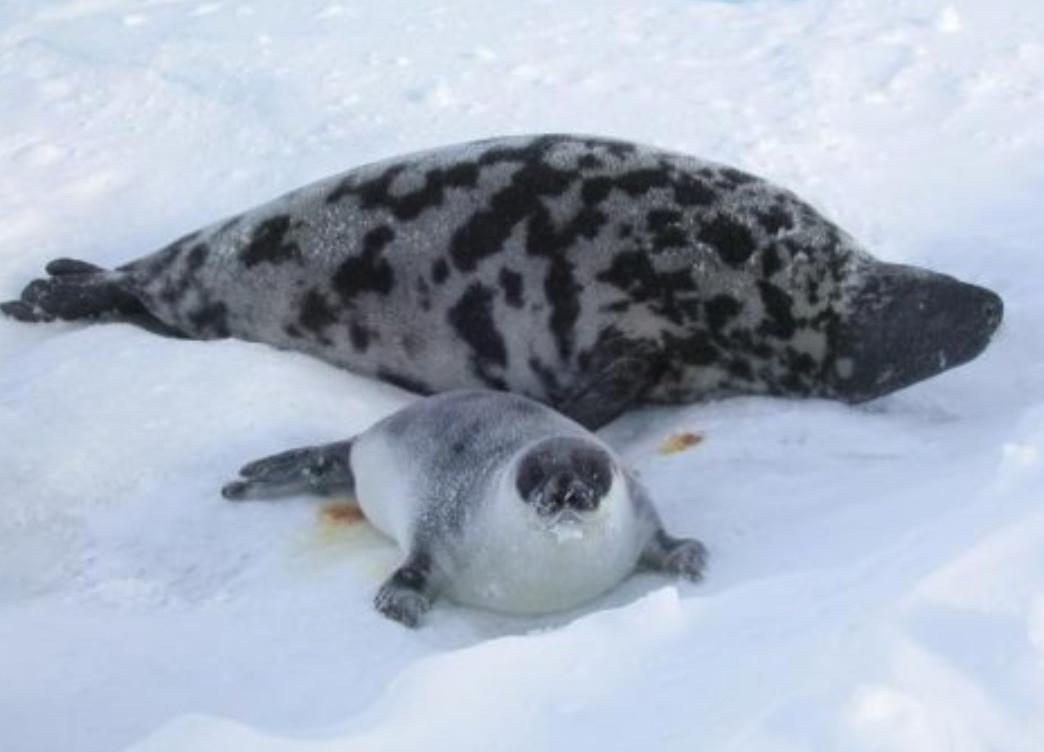 什么动物生气了最可怕,什么动物生气时会鼓起来