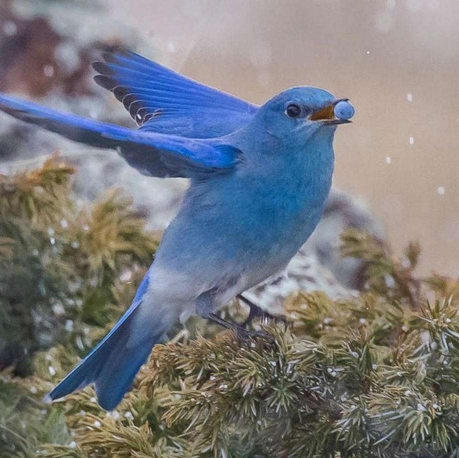 上帝和知更鸟,知更鸟为什么叫上帝之鸟
