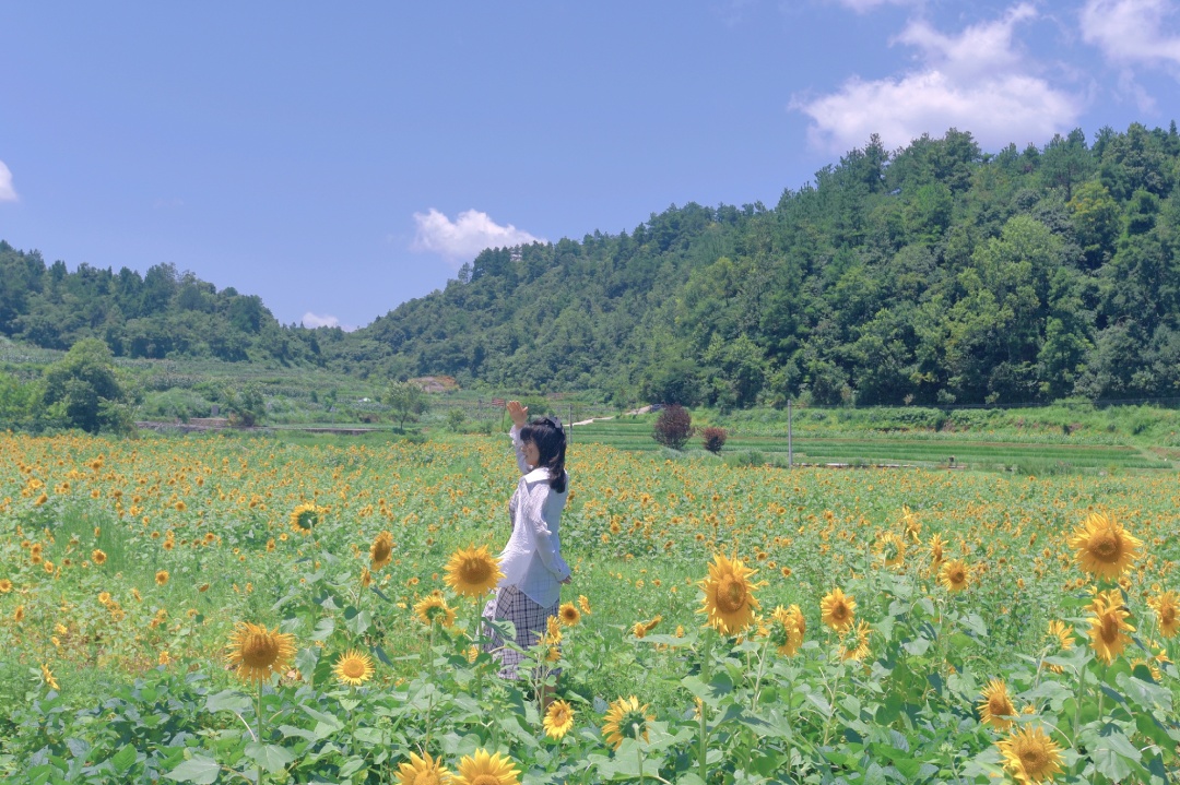 向日葵花海打卡网红地贵阳周边,贵阳白云区向日葵花海