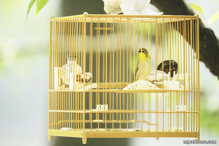 绣眼鸟几月份换毛,绣眼鸟