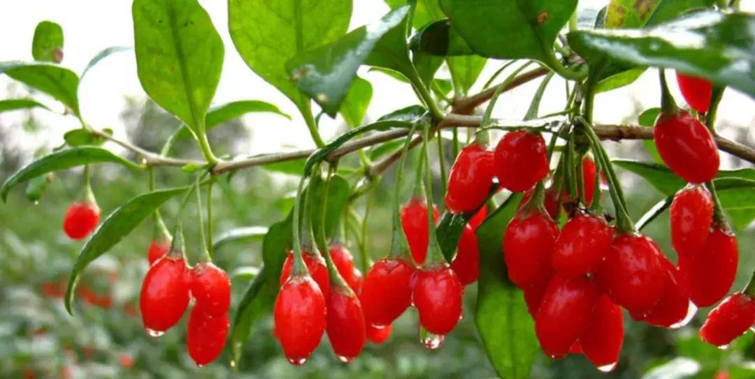 宁夏红的涅槃重生