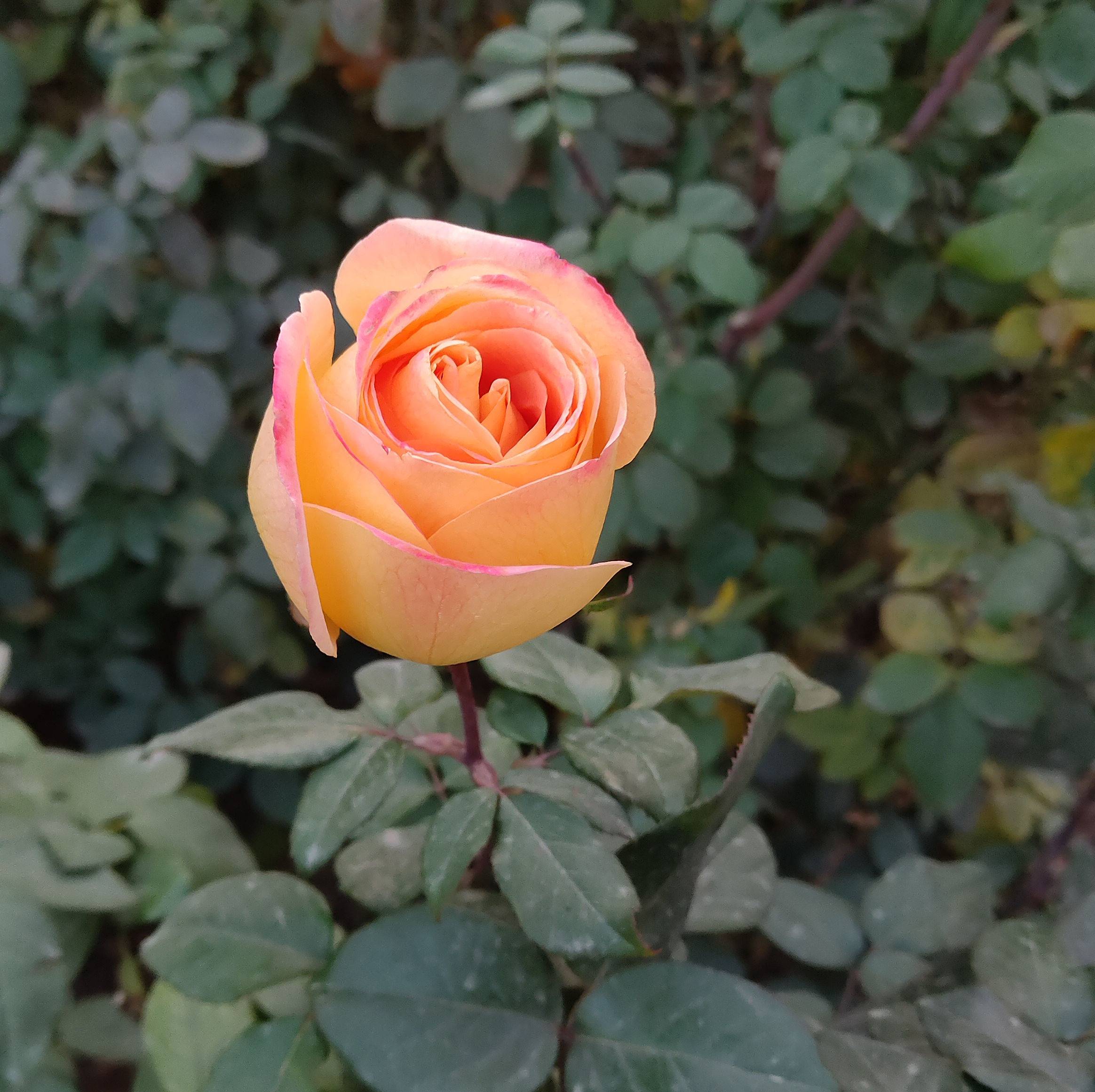 红魔mars评测发热,红魔mars和黑鲨的散热功能