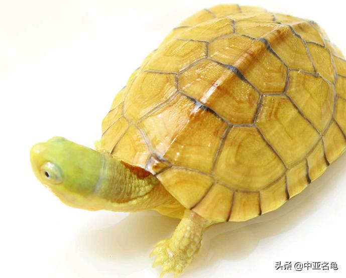 新手养水龟最好养什么龟,新手养半水龟哪个品种好