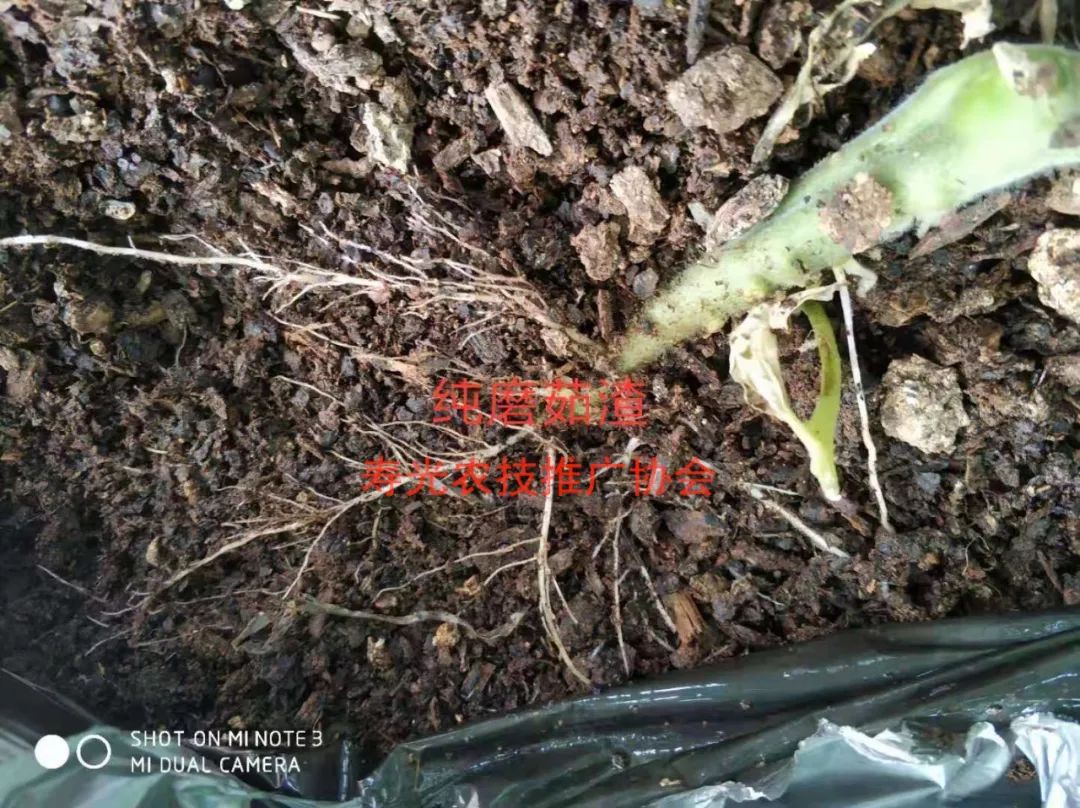 无土栽培和土壤种植技术研究所,农业无土栽培技术培训