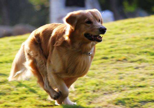 狗狗在夜里面突然狂叫是什么原因,狗狗晚上老是乱叫这两招帮你解决