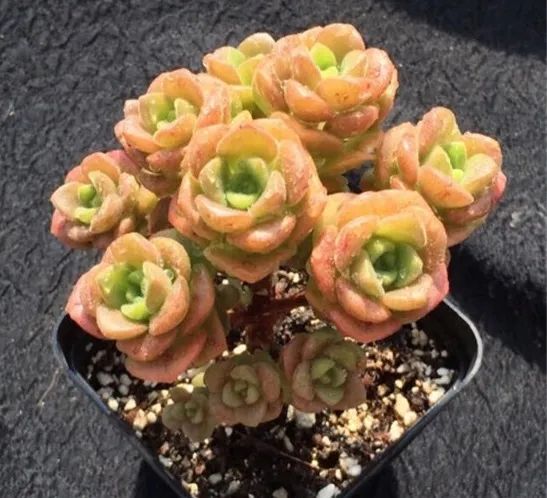 烟煤病多肉治愈后会复发吗,多肉烟煤病可以用虫虫净吗