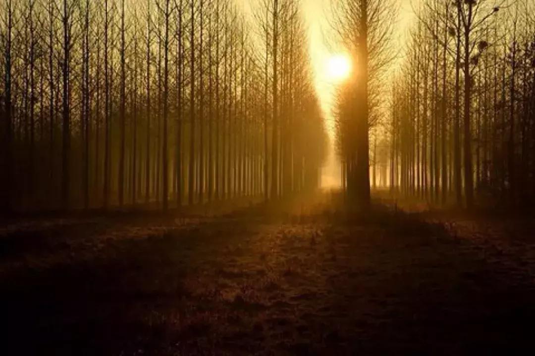 奥拉西奥基罗加,奥拉西奥基罗加父与子