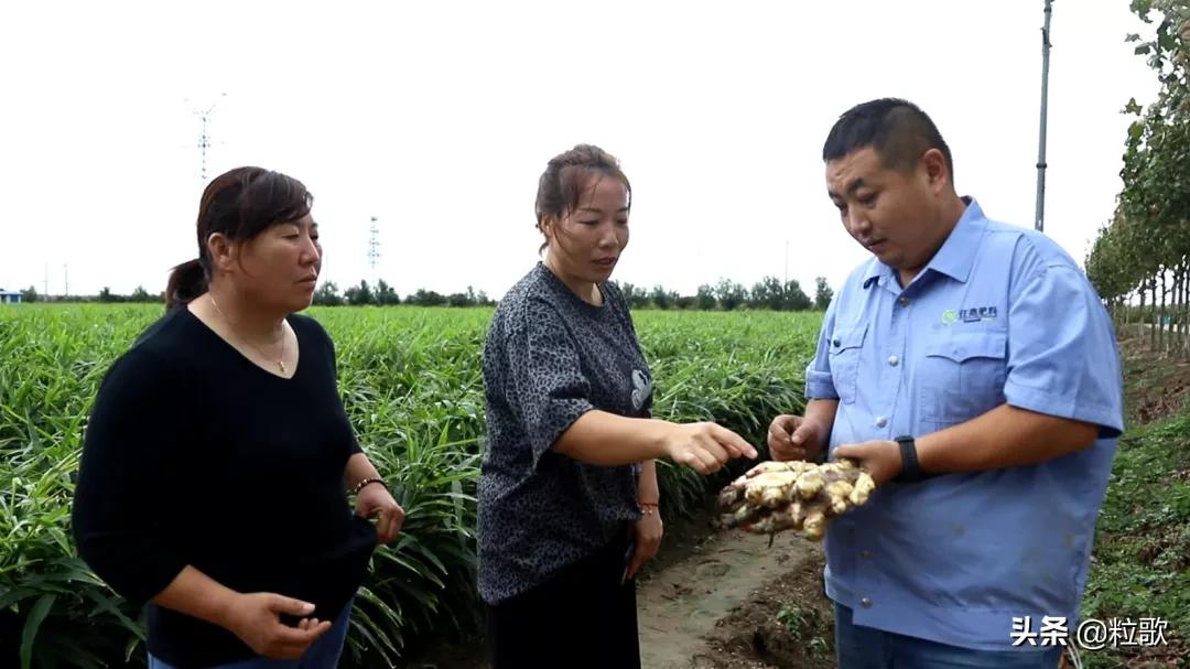 住商肥料“脲醛+”减肥增效中国行：大姜“吃”套餐