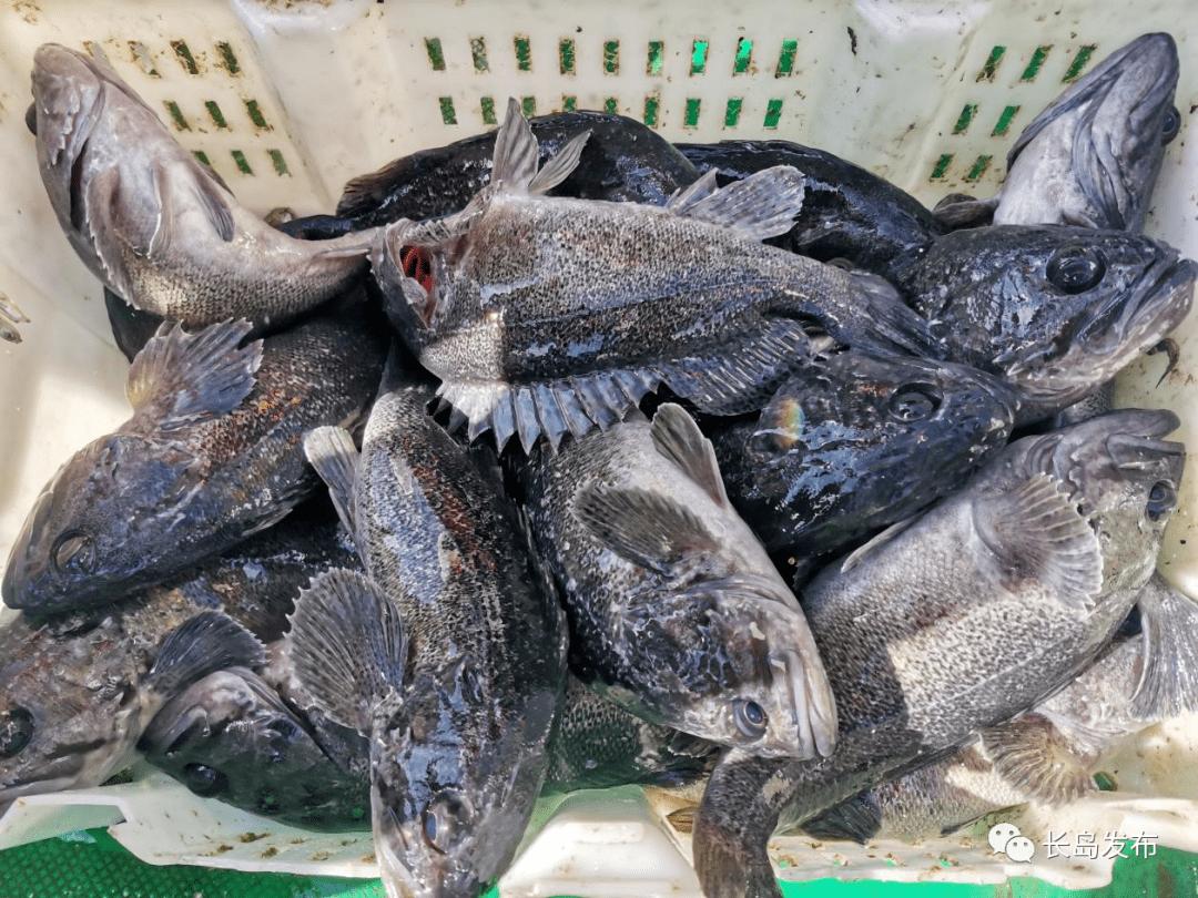 一次养鱼1000吨，中国在渤海建“亚洲最大鱼塘”，首次收网大丰收