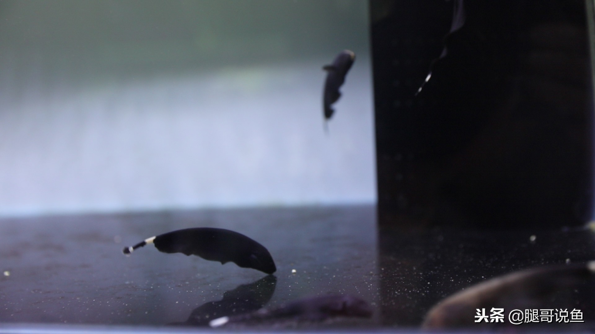 魔鬼刀可以混合养吗,魔鬼刀可以和什么鱼一起养