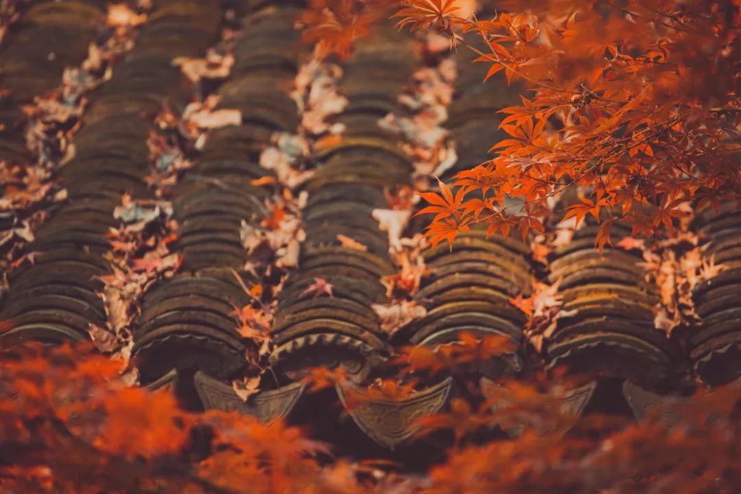 一入秋苏州成姑苏,秋色一入秋苏州就成了姑苏