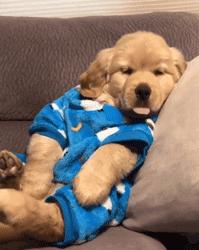 谁也拒绝不了的撒娇,谁也拒绝不了一只卖萌的小狗