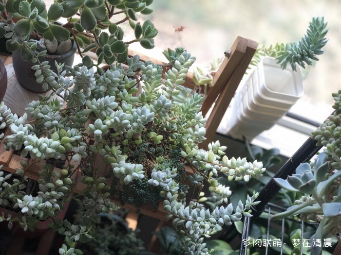 澶忚姳鏈夊摢浜涜姳,澶氳倝鏈夎姳鏈夋灉