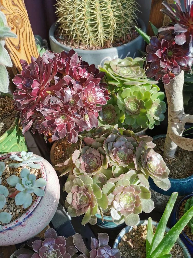 适合北方阳台党养的多肉,适合养在北阳台的多肉