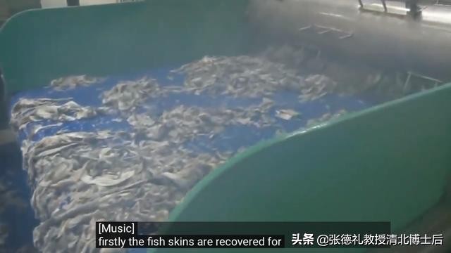 外媒曝光了挪威三文鱼养殖真相吗,挪威三文鱼养殖环境恶劣新闻