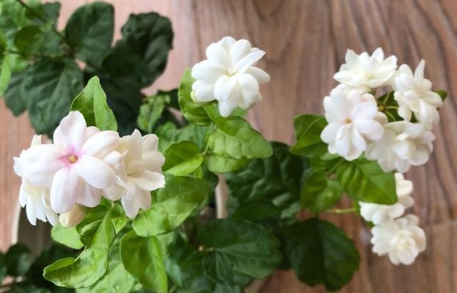 茉莉花浇水多烂根落叶怎么补救,茉莉花烂根后怎样处理才能长新根