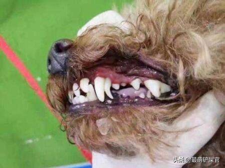 家里狗狗嘴臭什么原因,家里狗狗口臭