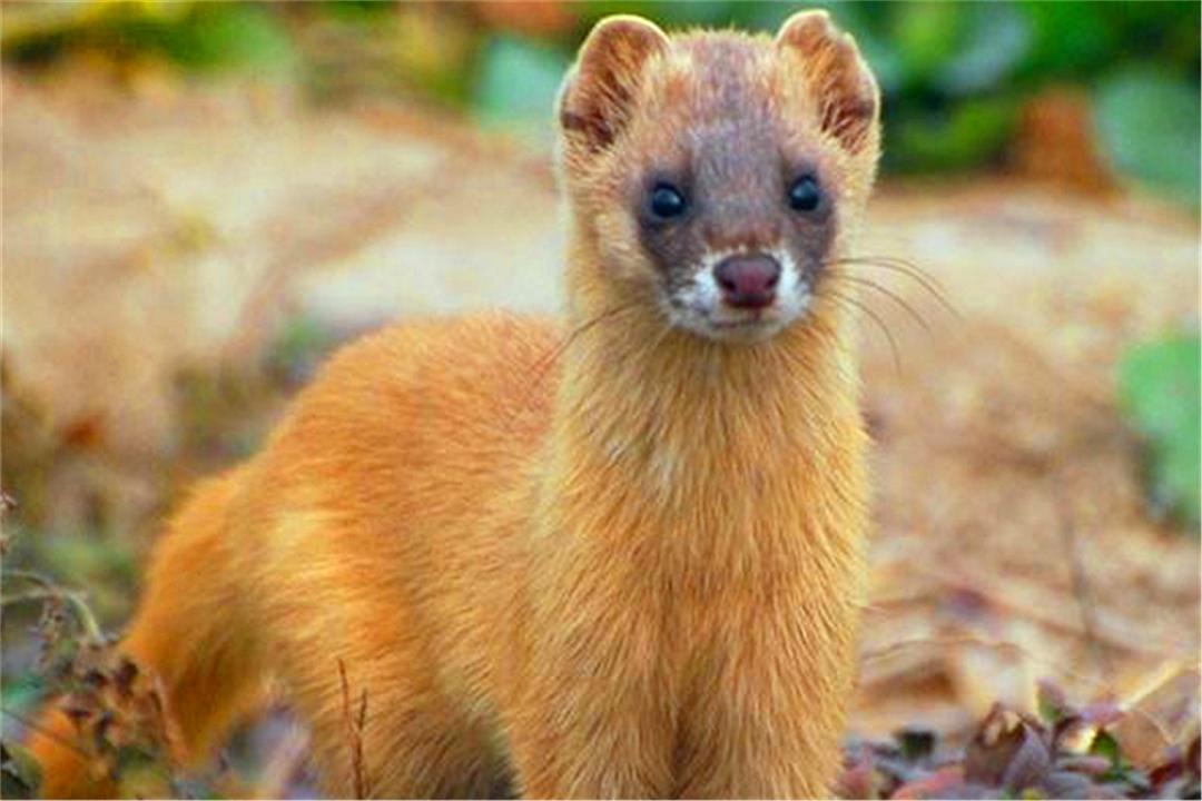 为什么长辈说黄鼠狼不能杀,黄鼠狼为什么不能杀科学依据