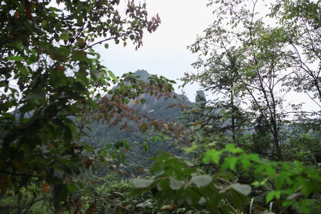 金华小九寨风景区,小九寨原始森林半日游