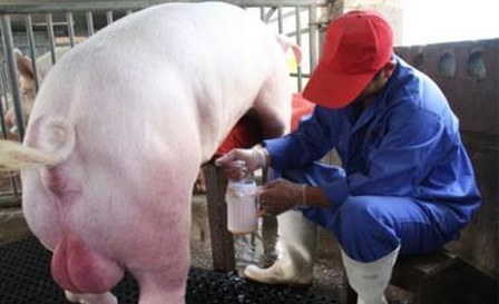 保育猪如何喂水,保育猪饲养管理十大要点